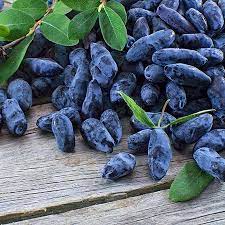 Icecube's HONEYBERRY TINCTURE