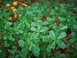 Icecube's PURSLANE TINCTURE