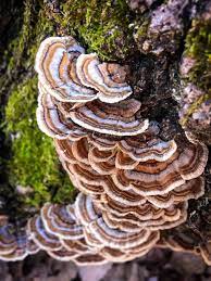 Icecube's TURKEY TAIL TINCTURE