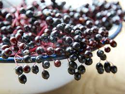 Icecube's ELDERBERRY TINCTURE